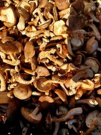 Full frame shot of mushrooms