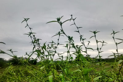 Close-up of grass on field against sky