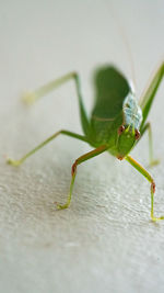 Insect on leaf