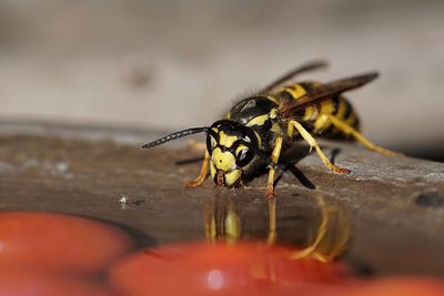 Close-up of wasp drinking water