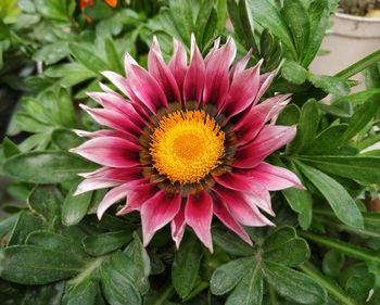 High angle view of pink flower