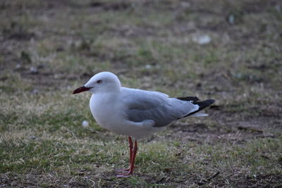 Birds on field