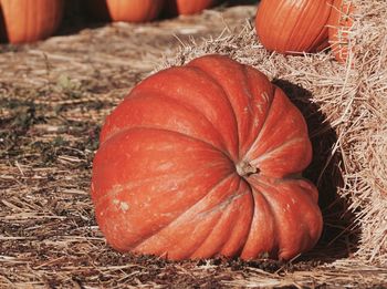 Close-up of pumpkin on field