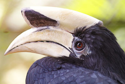 Close-up of black hornbill outdoors