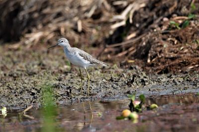 Bird perching on a lake