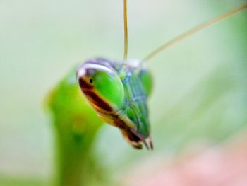Close-up of insect on leaf