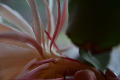 Close-up of cropped flower