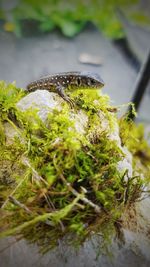 High angle view of lizard on plant