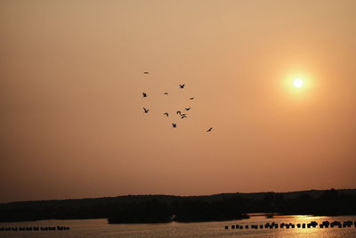 View of birds flying against the sky