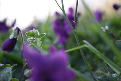 Close-up of purple flowering plant