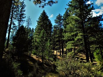 Trees in forest against sky