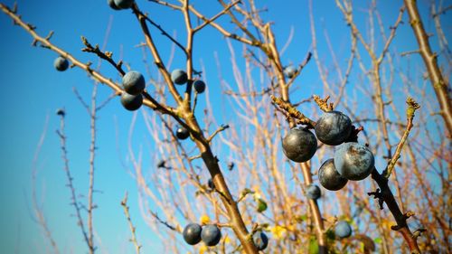 Low angle view of fruits on tree against clear sky