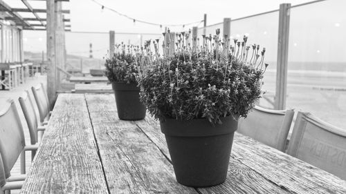 Close-up of potted plant on table