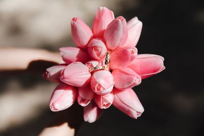 Close-up of pink cherry blossom