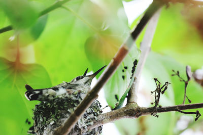 Low angle view of butterfly on tree