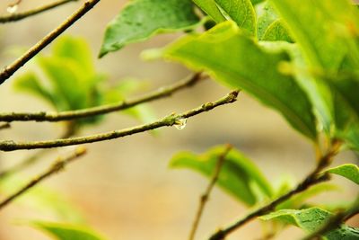 Close-up of leaves on twig