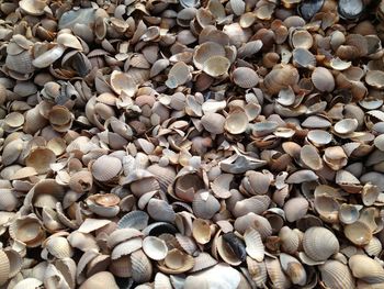 Full frame shot of seashells