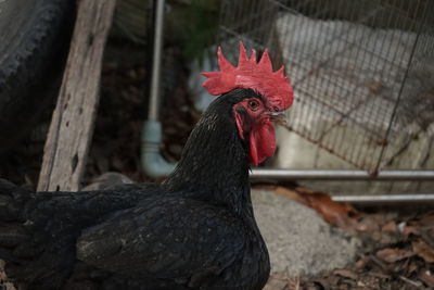 Close-up of rooster against blurred background