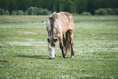 Horse grazing in a field