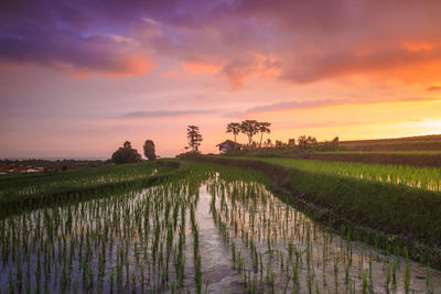 Panoramic views of rice terraces with newly planted green rice and red afternoon skies in indonesia