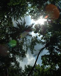 Low angle view of trees in forest