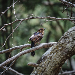 Close-up of bird perching on branch