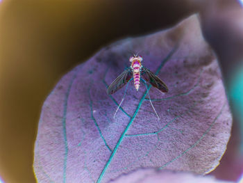 Close-up of insect on flower