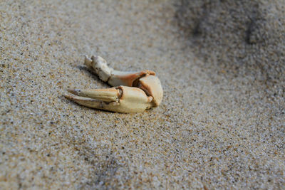 High angle view of a shell on sand