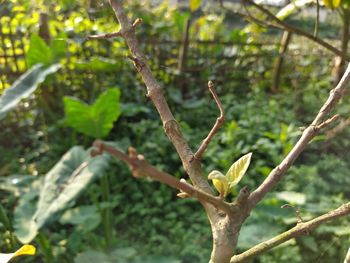 Low angle view of lizard on tree