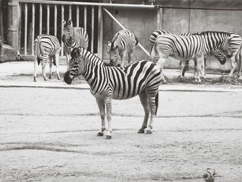 Zebras standing on zebra crossing