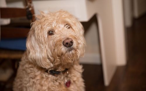 Close-up portrait of a dog at home