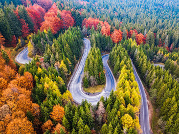 High angle view of road amidst trees in forest during autumn