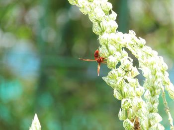 Close-up of insect on plant