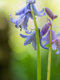 Close-up of purple flowering plant