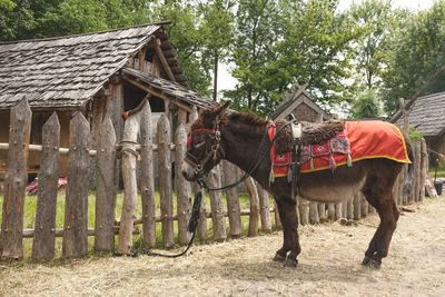 Horse on field against trees