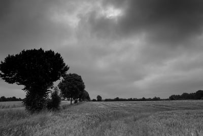 Trees on field against sky