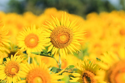 Close-up of sunflower on field