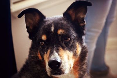 Close-up portrait of dog