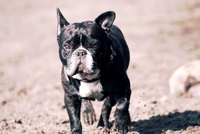 Portrait of french bulldog on field