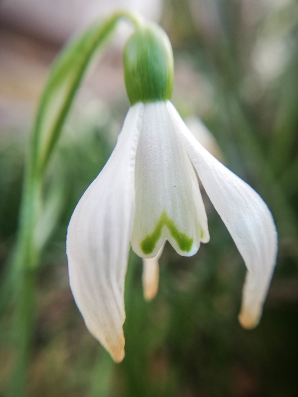 CLOSE-UP OF WHITE FLOWER