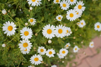 Close-up of white daisy flowers