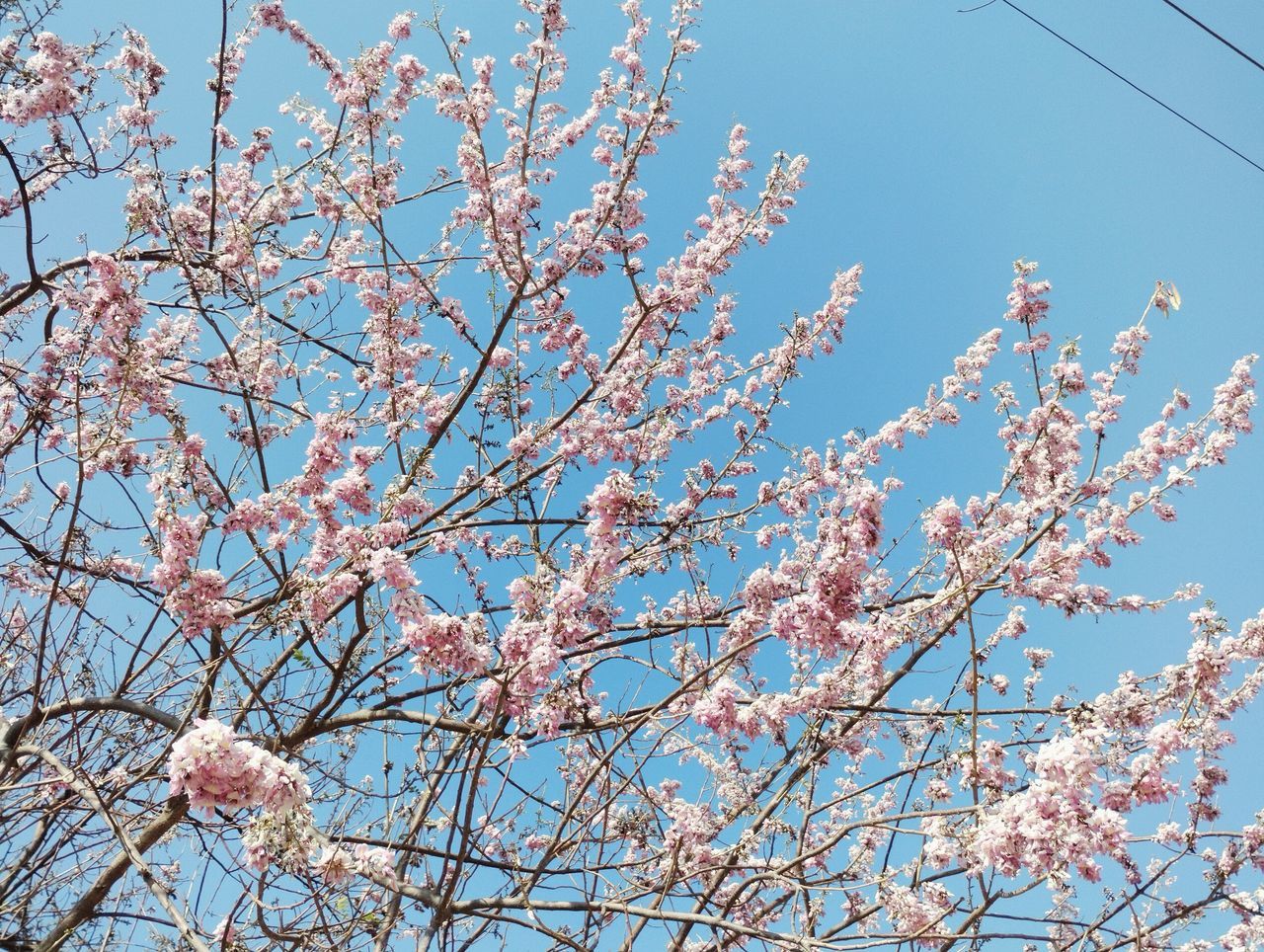 plant, tree, sky, low angle view, flower, pink, blossom, springtime, branch, beauty in nature, nature, flowering plant, growth, fragility, freshness, no people, clear sky, blue, cherry blossom, day, spring, outdoors, produce, cherry tree, fruit tree, tranquility