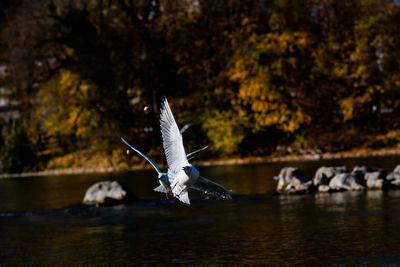 Seagull flying over lake