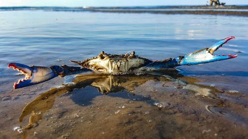 Close-up of blue crab on shore