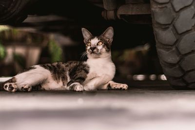 Portrait of cat resting on floor