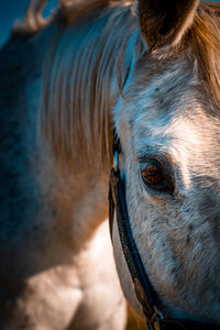 Close-up of horse