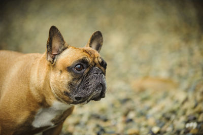 Close-up of dog at park