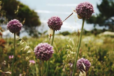 Close-up of pink flowers blooming in field