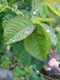 Close-up of wet plant leaves