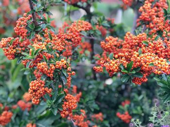 Close-up of red flowering plants